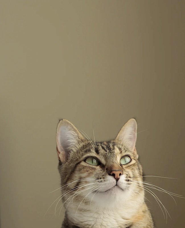 Cat vet in Bowie, MD